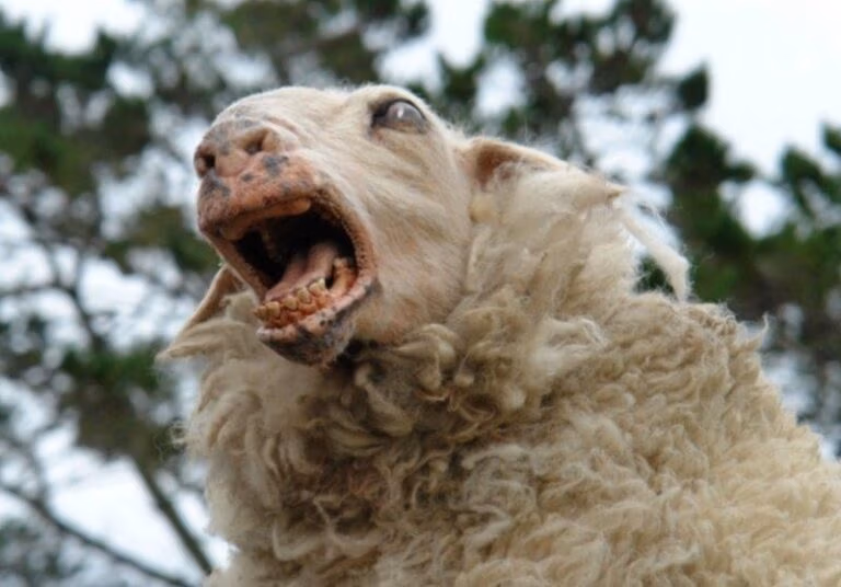 The sheep taking the corner in the ute
